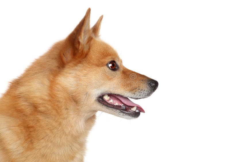 Finnish spitz. Side portrait royalty free stock photography