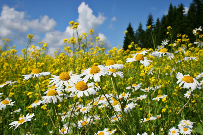 Finnland: Hitze des Sommers lizenzfreie stockfotografie Finnland: Hitze des Sommers lizenzfreie stockfotografie