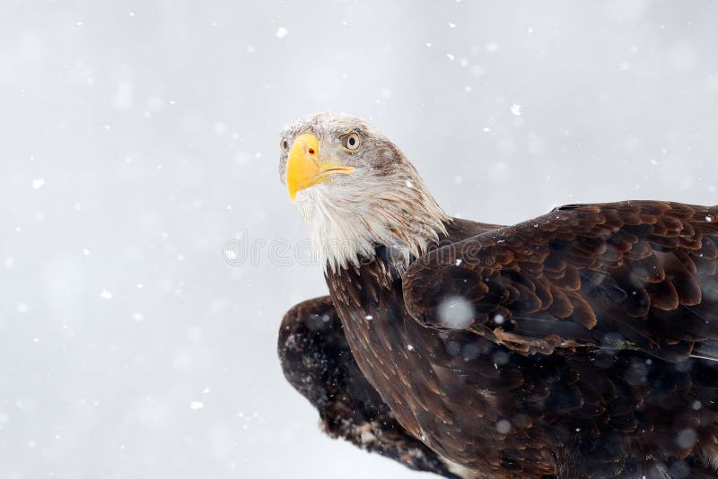 Fiocchi di neve con l'aquila calva, leucocephalus del Haliaeetus, ritratto della rapace marrone con la testa di bianco, fattura g fotografia stock