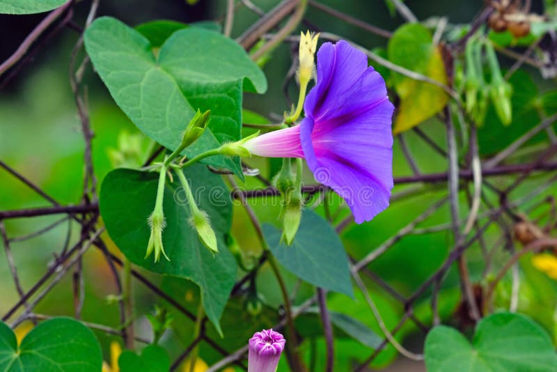 A purple flower morning-glory on the background of green leaves. A purple Ipomoea on the fence of a summerhouse. Fast-growing curly flowers to decorate pergolas, verandas and fences. A purple flower morning-glory on the background of green leaves. A purple Ipomoea on the fence of a summerhouse. Fast-growing curly flowers to decorate pergolas, verandas and fences