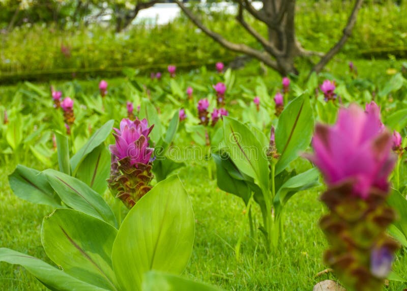 Pink Krachia flowers blooming in Chatuchak Park, a resting place Relax in the heart of Bangkok with beautiful gardens. Pink Krachia flowers blooming in Chatuchak Park, a resting place Relax in the heart of Bangkok with beautiful gardens.