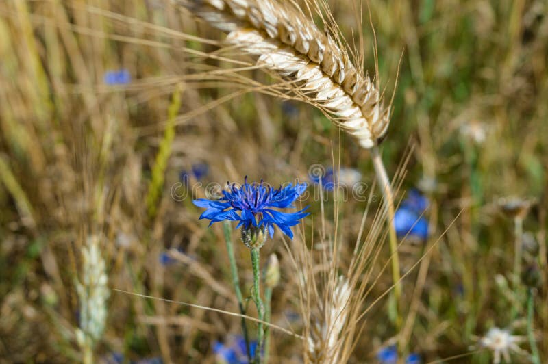 Fiordaliso nel campo immagini stock Fiordaliso nel campo immagini stock