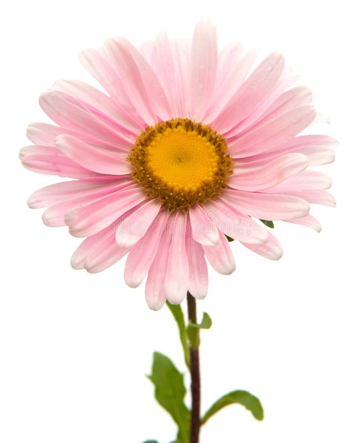 Fiore immagine stock libera da diritti Fiore immagine stock libera da diritti
