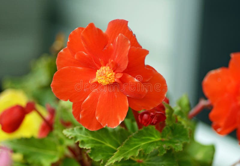 Fiore arancio vivo della begonia del macro primo piano immagine stock libera da diritti Fiore arancio vivo della begonia del macro primo piano immagine stock libera da diritti