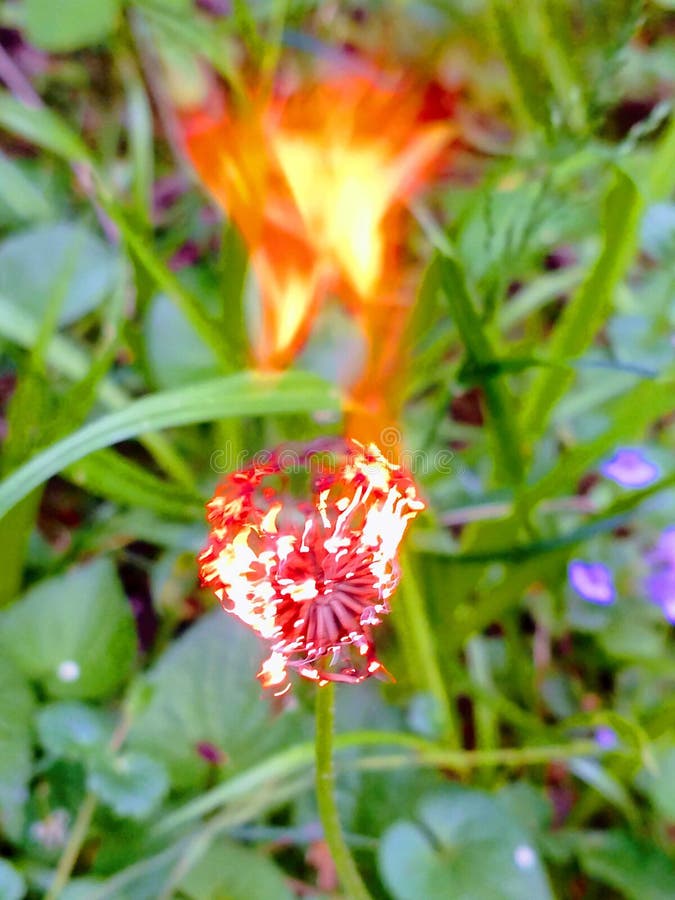 Fiore ardente. Escursione della caccia del fungo