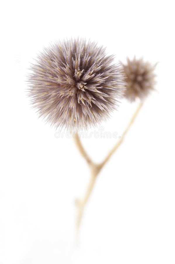 Fiore asciutto fotografia stock