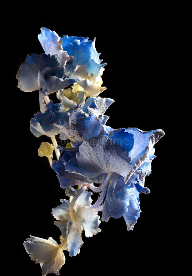 Fiore asciutto dell'ortensia fotografie stock