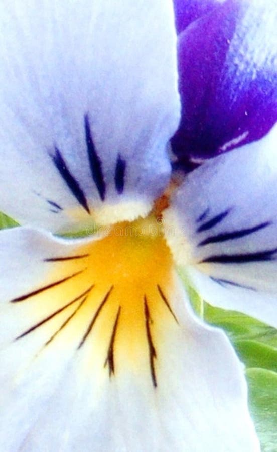 Fiore astratto con il bello modello fotografie stock Fiore astratto con il bello modello fotografie stock