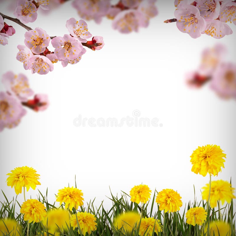 Fiore background_37 fotografia stock Fiore background_37 fotografia stock