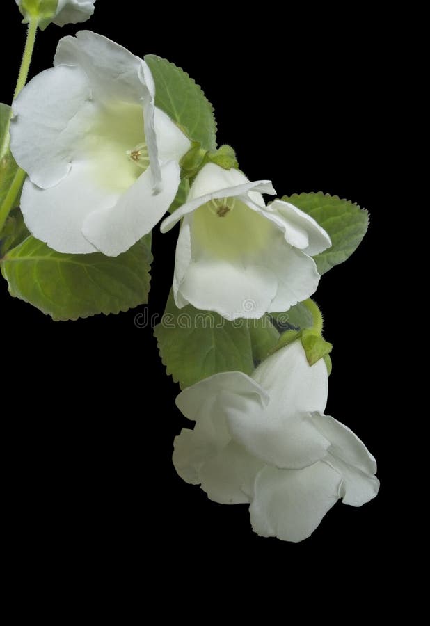 Fiore bianco fotografia stock libera da diritti