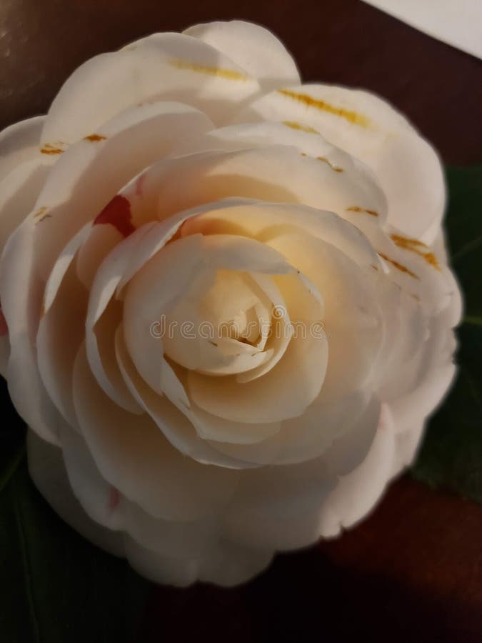 Fiore bianco fiore attraente fotografia stock