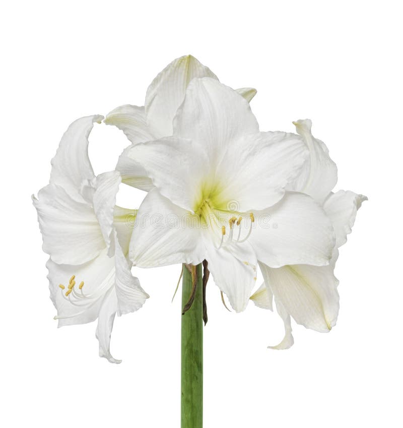 Fiore bianco del amaryllis fotografia stock libera da diritti