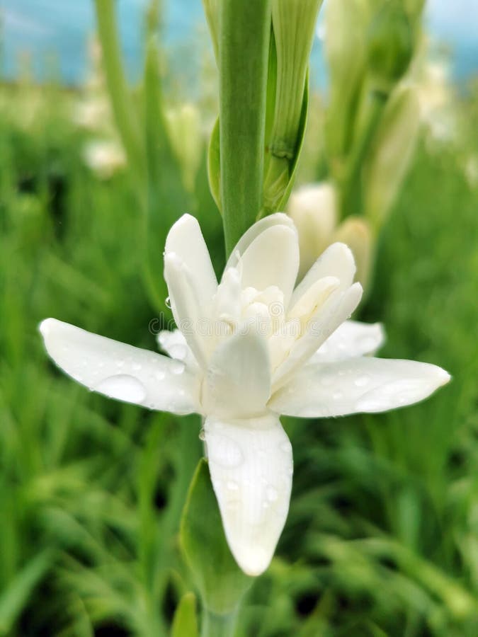 Fiore bianco del croco nella natura fotografie stock Fiore bianco del croco nella natura fotografie stock