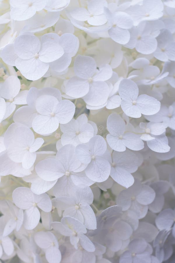 Fiore bianco del Hydrangea fotografia stock Fiore bianco del Hydrangea fotografia stock