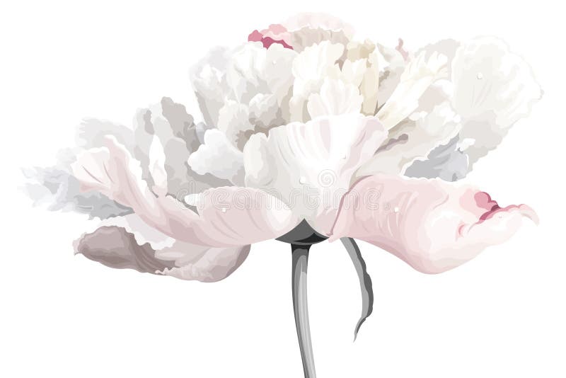 Fiore bianco del peony illustrazione vettoriale Fiore bianco del peony illustrazione vettoriale