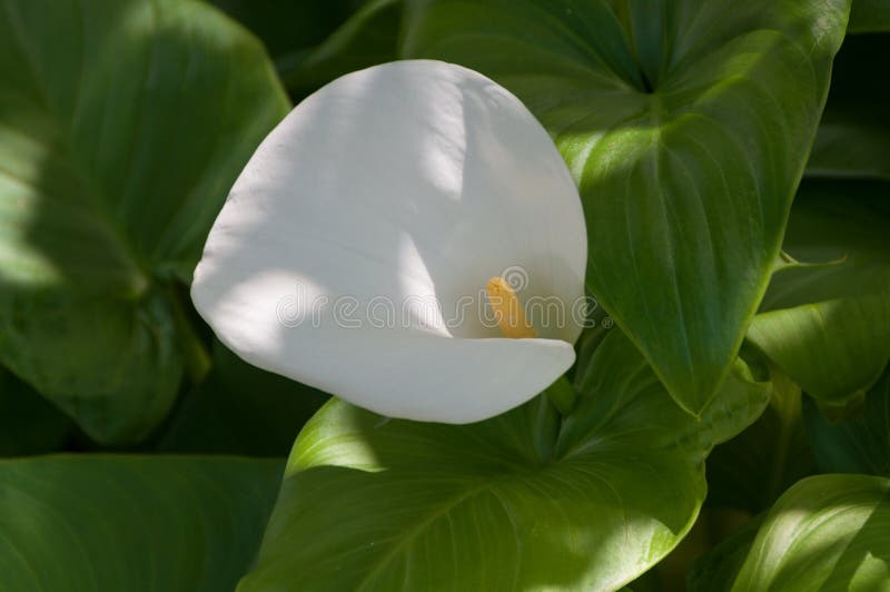 Fiore bianco delicato della calla con lo stame giallo fotografia stock Fiore bianco delicato della calla con lo stame giallo fotografia stock