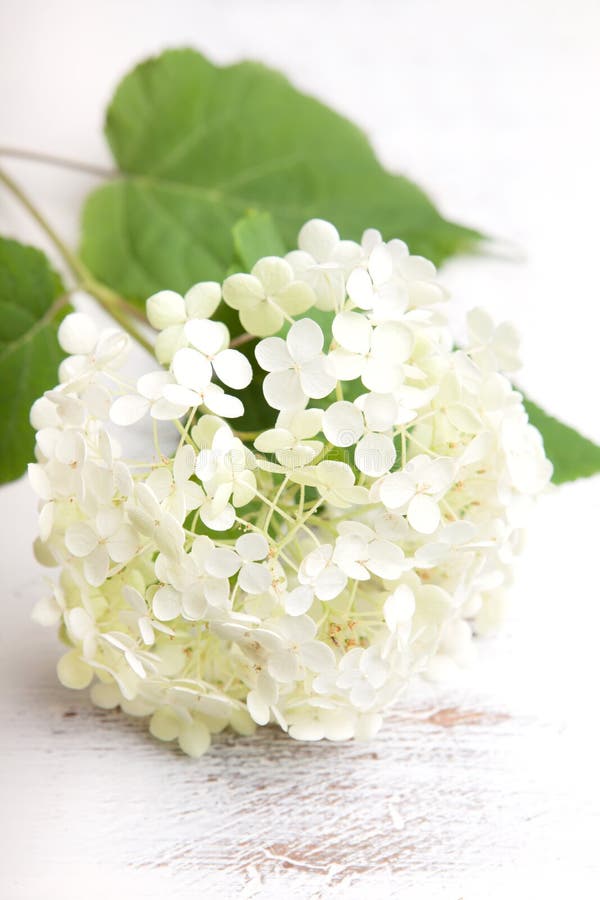 Fiore bianco dell'ortensia fotografie stock Fiore bianco dell'ortensia fotografie stock