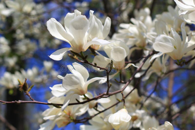 Pagina 2 - Quadro Magnolia, Quadro Magnolie, Fiori Di Magnolia Dipinti - Foto 10