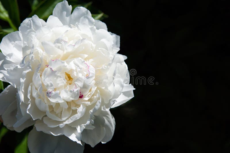 Fiore bianco della peonia su fondo scuro Macrofotografia con profondità di campo bassa immagine stock Fiore bianco della peonia su fondo scuro Macrofotografia con profondità di campo bassa immagine stock