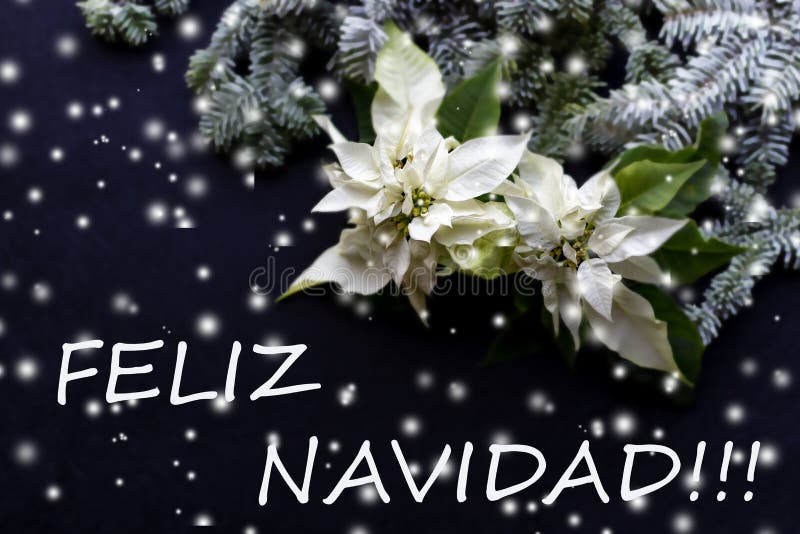 Fiore bianco della stella di Natale con l'albero di abete su fondo scuro Cartolina di Natale christmastime Cartolina elegante fotografia stock libera da diritti Fiore bianco della stella di Natale con l'albero di abete su fondo scuro Cartolina di Natale christmastime Cartolina elegante fotografia stock libera da diritti