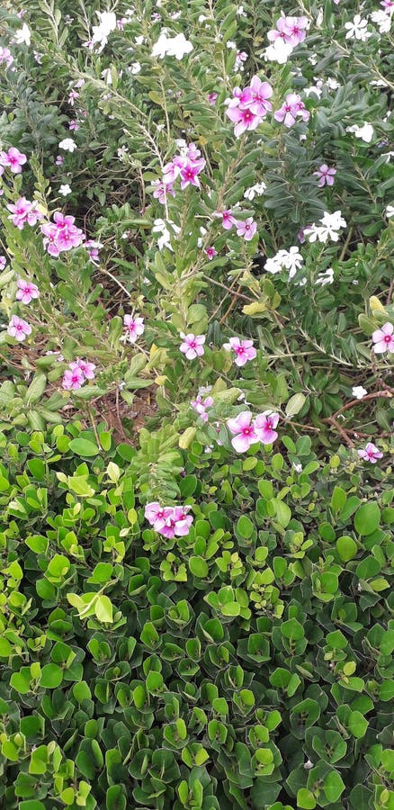 Fiore bianco di bello rosa della natura questo parco immagini stock libere da diritti Fiore bianco di bello rosa della natura questo parco immagini stock libere da diritti