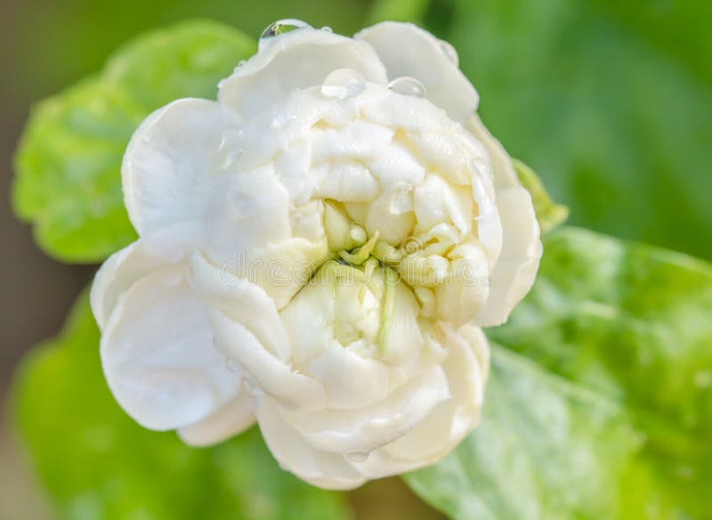 Fiore bianco, gelsomino (sambac L del Jasminum )