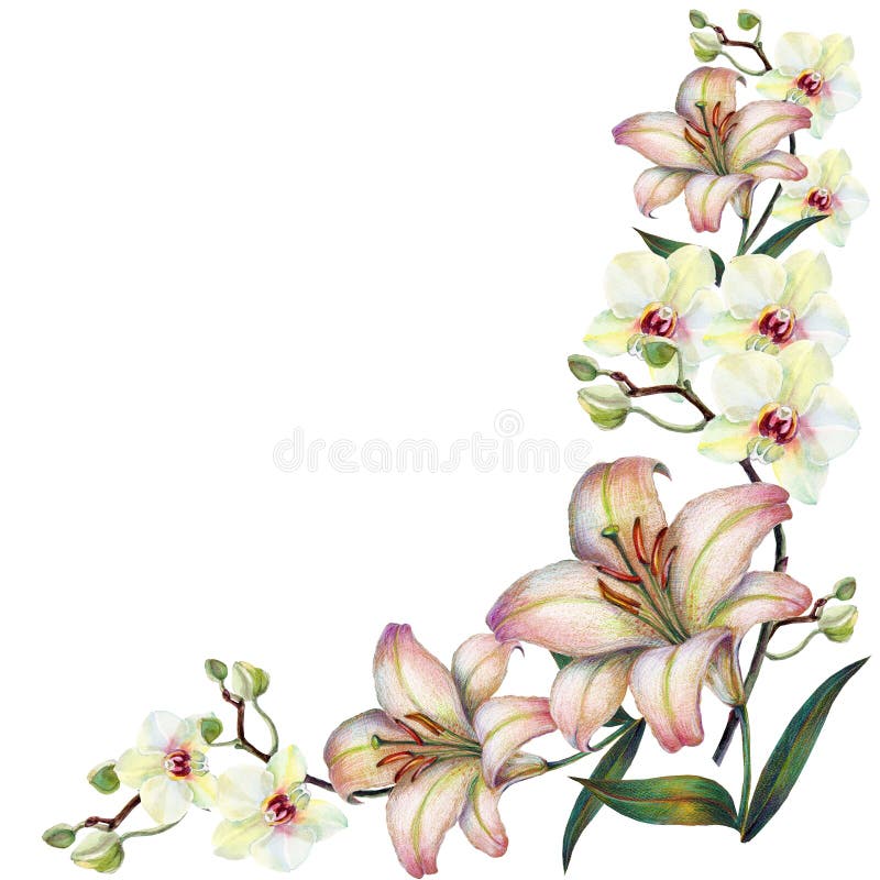 Fiore bianco su un ramo, giglio, acquerello, mazzo, angolo dell'orchidea illustrazione vettoriale Fiore bianco su un ramo, giglio, acquerello, mazzo, angolo dell'orchidea illustrazione vettoriale