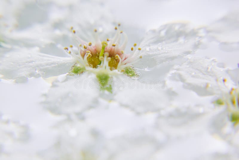 Fiore bianco sull'acqua Macro particolari Uccello-ciliegia fotografie stock libere da diritti Fiore bianco sull'acqua Macro particolari Uccello-ciliegia fotografie stock libere da diritti
