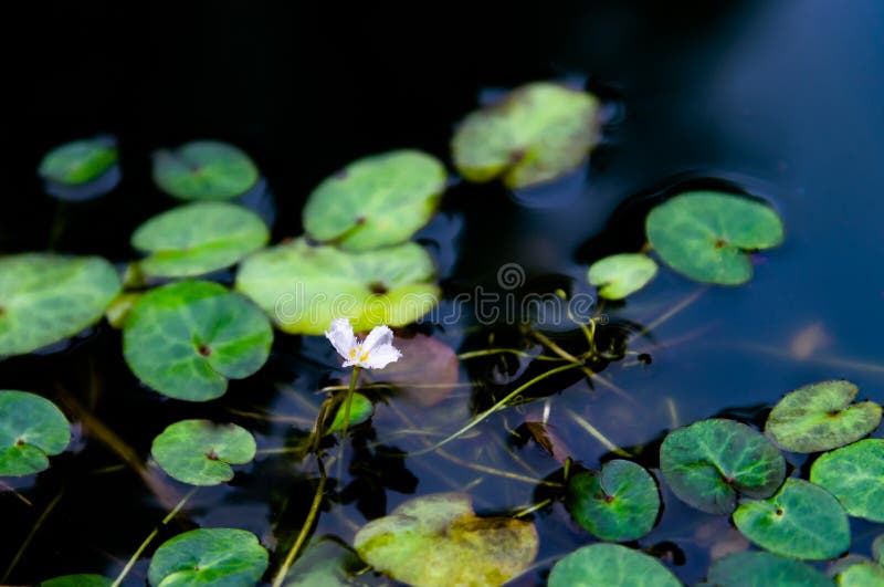 Fiore bianco sveglio di Nymphoides indica, che è una pianta acquatica nel Menyanthaceae, fiocco di neve dell'acqua immagini stock libere da diritti Fiore bianco sveglio di Nymphoides indica, che è una pianta acquatica nel Menyanthaceae, fiocco di neve dell'acqua immagini stock libere da diritti