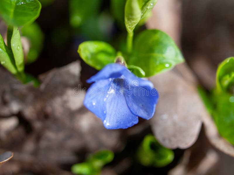 Fiore blu con goccioline d'acqua sopra fotografia stock
