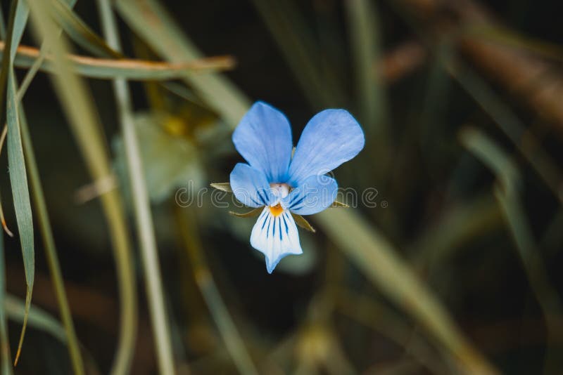 fiore blu del germanica dell'iride fotografie stock fiore blu del germanica dell'iride fotografie stock