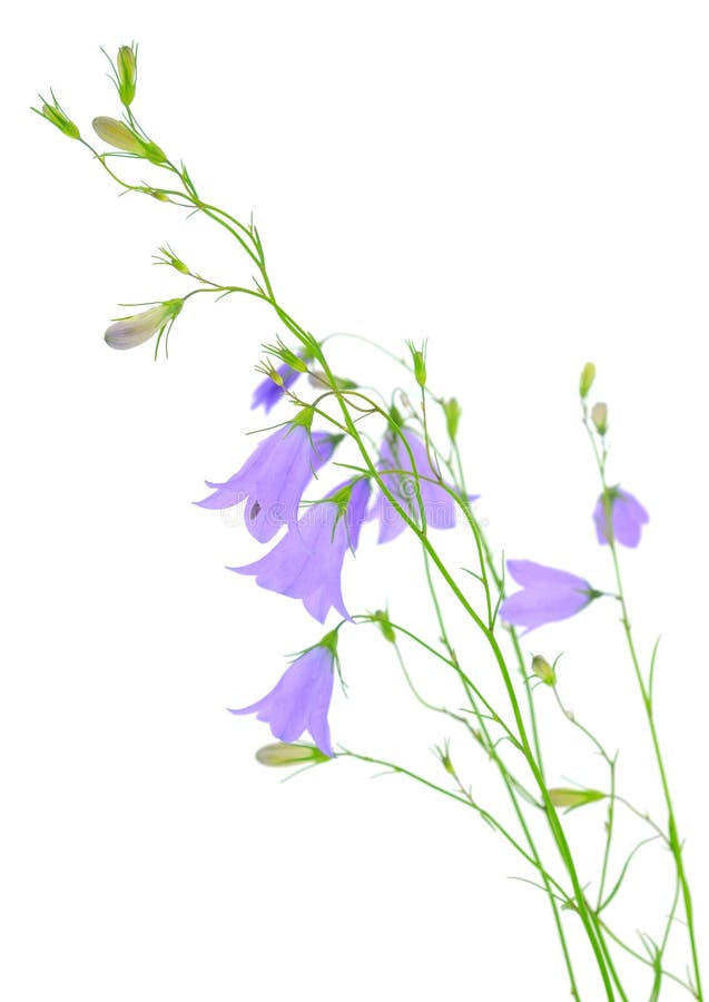 Fiore blu di bluebell fotografie stock libere da diritti Fiore blu di bluebell fotografie stock libere da diritti
