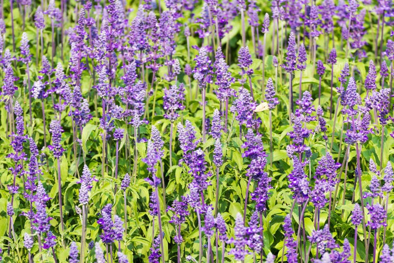 2000 Semi Di Salvia Blu (Salvia Farinacea) - Per Giardini Fioriti E Profumati - Foto 10