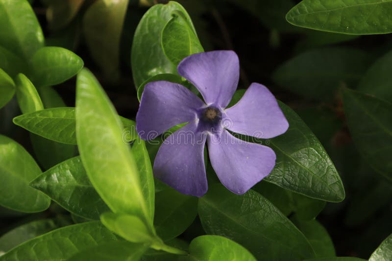 Fiore blu di vinca minore fotografia stock libera da diritti