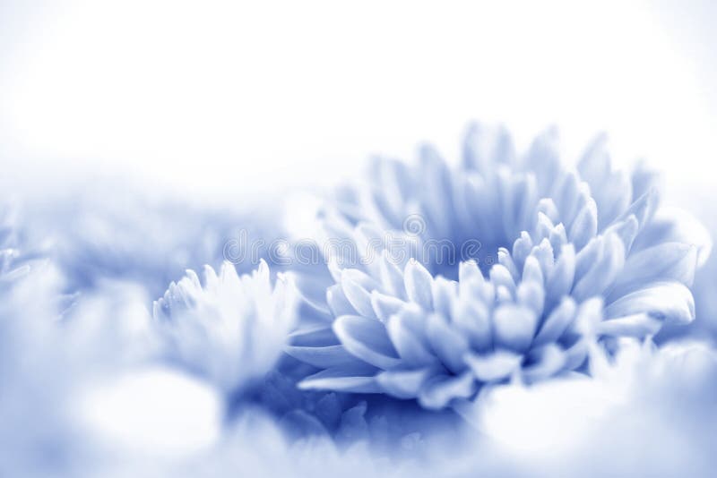 Fiore blu dolce molle per il fondo vago romantico di amore, fre fotografia stock libera da diritti Fiore blu dolce molle per il fondo vago romantico di amore, fre fotografia stock libera da diritti