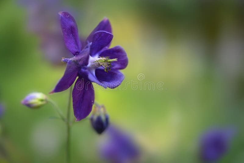 Fiore blu viola della colonna europea Aquilegia vulgaris che fiorisce nel giardino, verde con spazio fotografico immagine stock libera da diritti Fiore blu viola della colonna europea Aquilegia vulgaris che fiorisce nel giardino, verde con spazio fotografico immagine stock libera da diritti