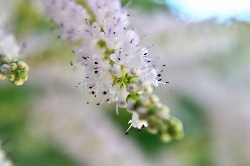 Fiore che scorre gradualmente da commiphora myrrha fotografia stock libera da diritti