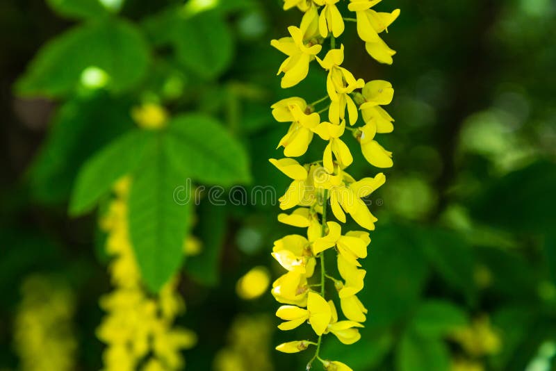 Fiore dei anagyroides di maggiociondolo dell'acacia fotografie stock Fiore dei anagyroides di maggiociondolo dell'acacia fotografie stock