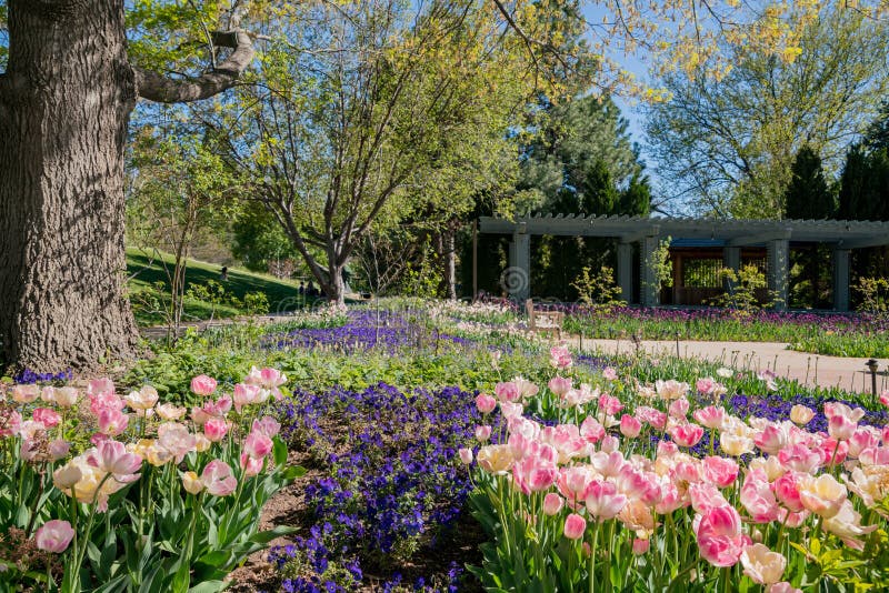 Fiore dei tulipani in Denver Botanic Gardens immagini stock Fiore dei tulipani in Denver Botanic Gardens immagini stock