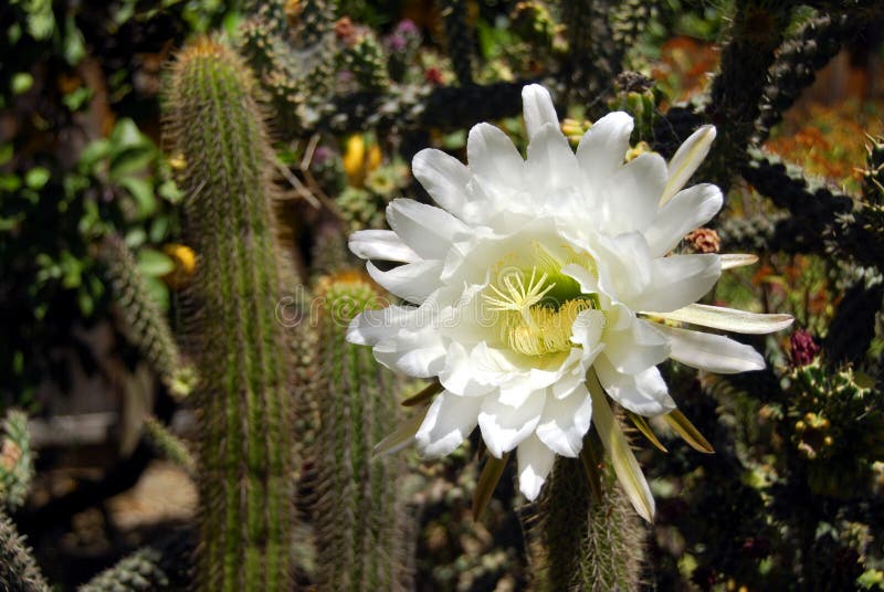 Fiore del cactus del saguaro immagini stock libere da diritti Fiore del cactus del saguaro immagini stock libere da diritti
