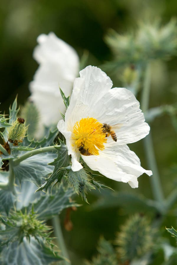 6000 Semi Di Margherita Dei Prati - Fiori Selvatici Per Api E Farfalle - Facili Da Coltivare