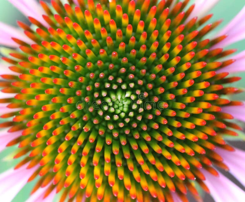 Fiore del cono immagini stock Fiore del cono immagini stock