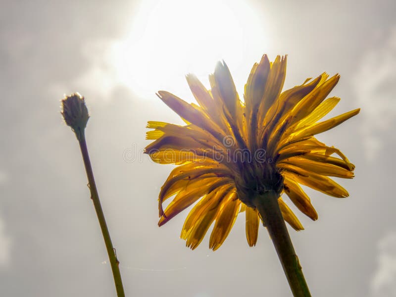Fiore del dente di leone contro il sole di primo mattino immagine stock Fiore del dente di leone contro il sole di primo mattino immagine stock