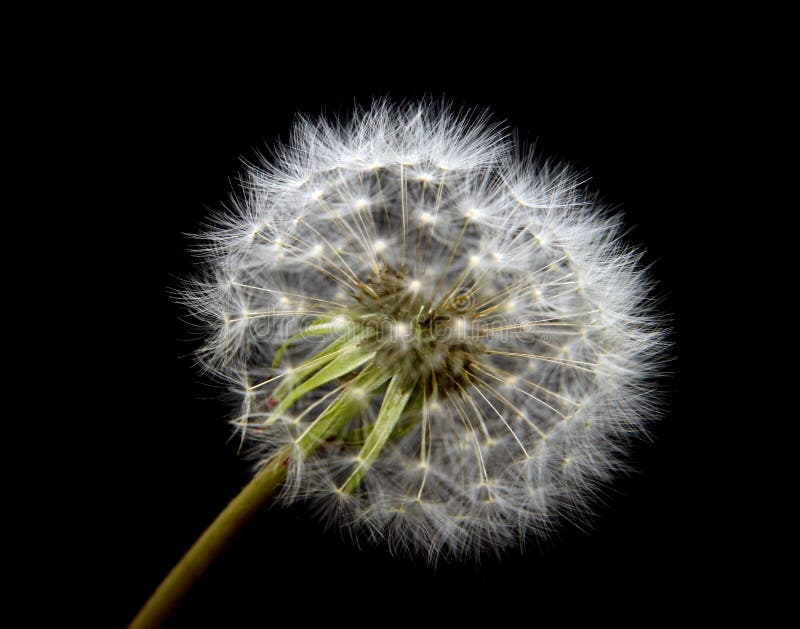Fiore del dente di leone nel basso bianco isolato su fondo nero fotografia stock Fiore del dente di leone nel basso bianco isolato su fondo nero fotografia stock