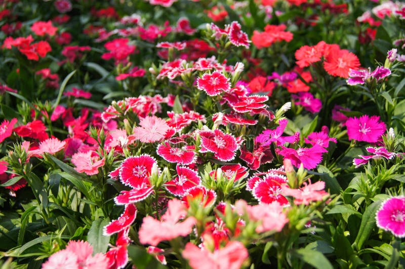 Fiore del Dianthus fotografia stock Fiore del Dianthus fotografia stock