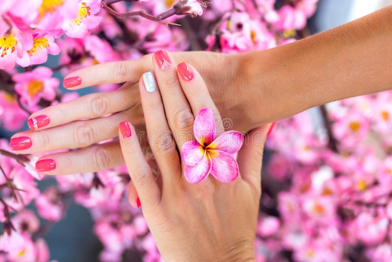 Fiore del frangipane di plumeria in mano della donna su un bello fondo rosa decorativo di sakura fotografia stock libera da diritti Fiore del frangipane di plumeria in mano della donna su un bello fondo rosa decorativo di sakura fotografia stock libera da diritti