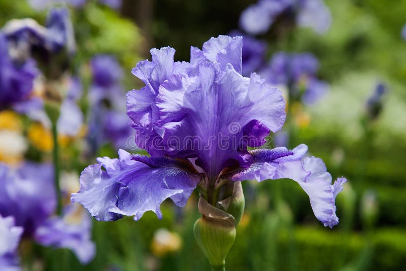 Fiore del giacimento della molla dell'iride del fiore fotografia stock libera da diritti