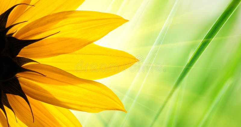 Sunflower flower green floral background. Sunflower flower green floral background