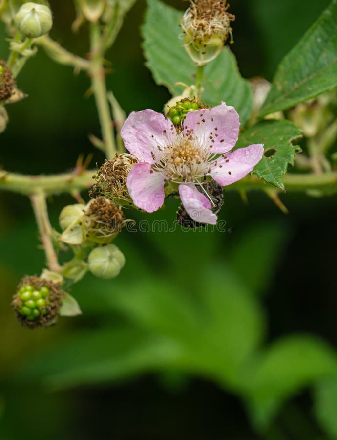 Fiore del lampone nero, rubus occidentalis fotografia stock Fiore del lampone nero, rubus occidentalis fotografia stock