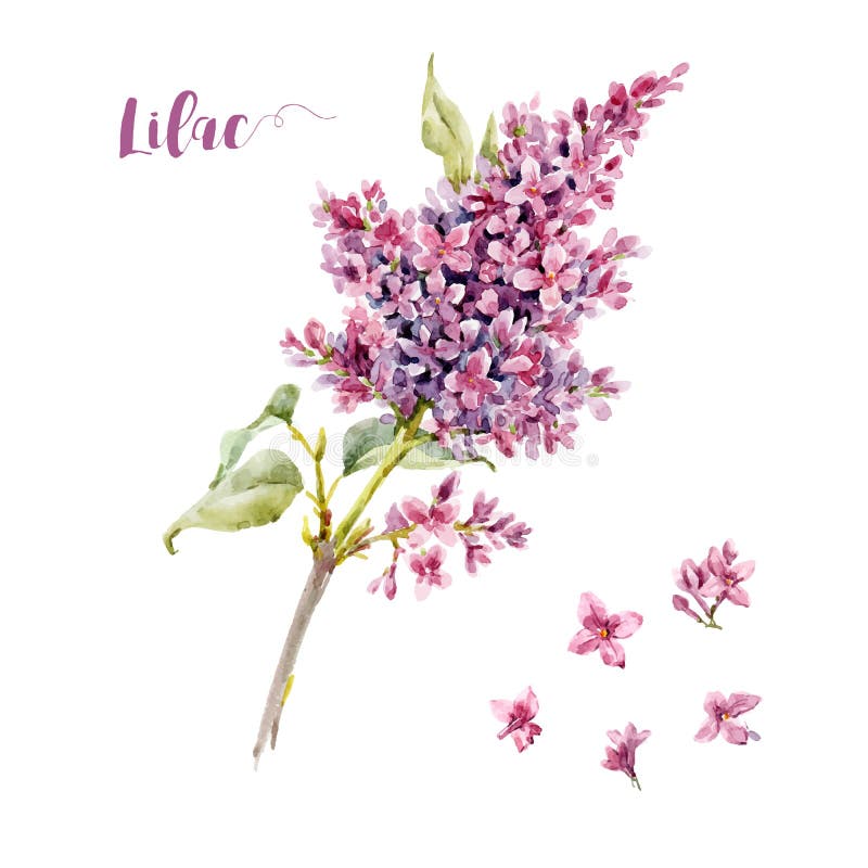 Fiore del lillà di vettore dell'acquerello illustrazione vettoriale